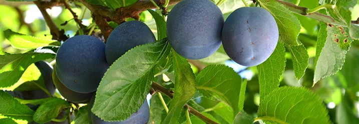 Reife blaue Pflaumen an einem Baum